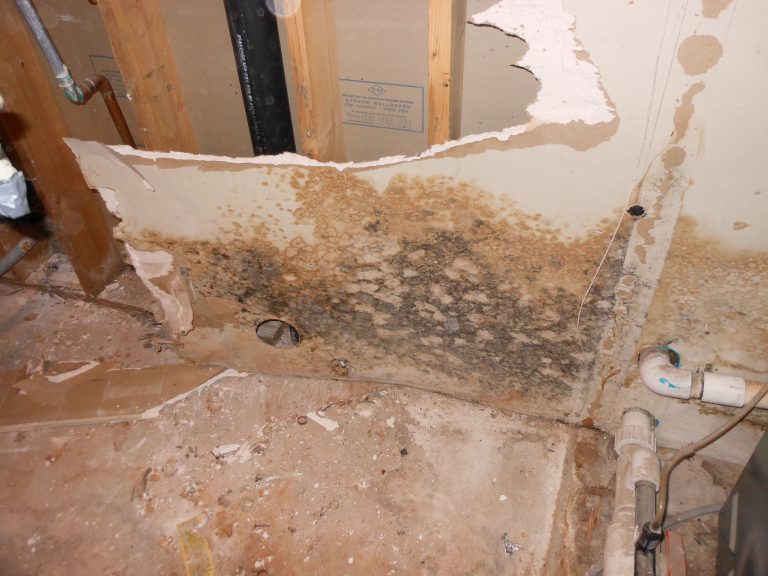 Utah black mold removal, salt lake mold damage mitigation