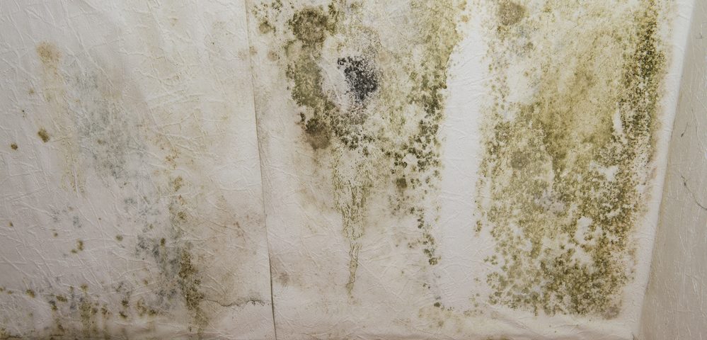 home mold damage