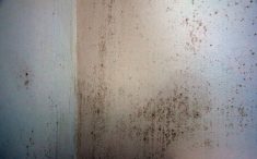 mold on wall