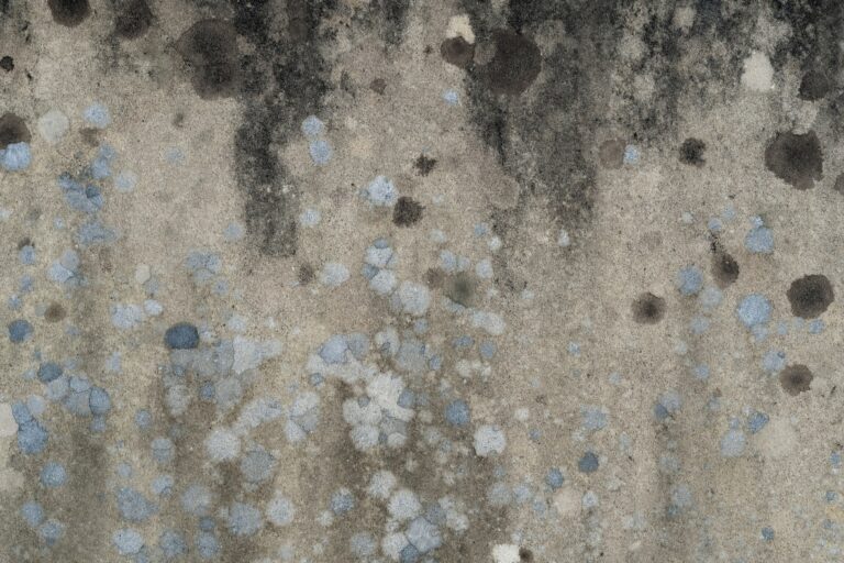 Mold Removal & Remediation