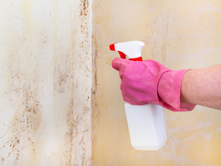 cleaning mold on room wall with chemical spray