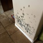 Mold Remediation Services - AAA Restroration